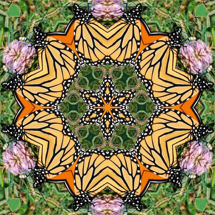 MONARCH MANDALA for wholesale by Morph Gallery art and design
