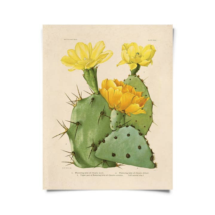 Vintage Botanical Cactus 28 Print w/ optional frame for wholesale by Curious Prints