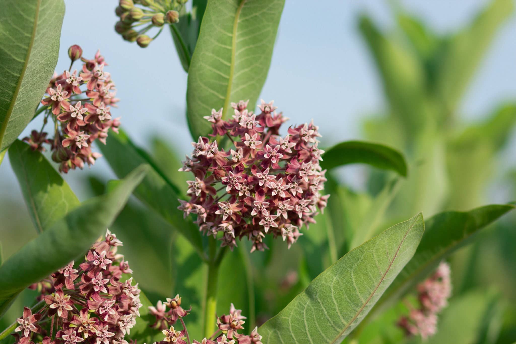 Lasclay – Engroshandel Plantefrø – Økologiske almindelige mælkefrø | Flerårig blomst6