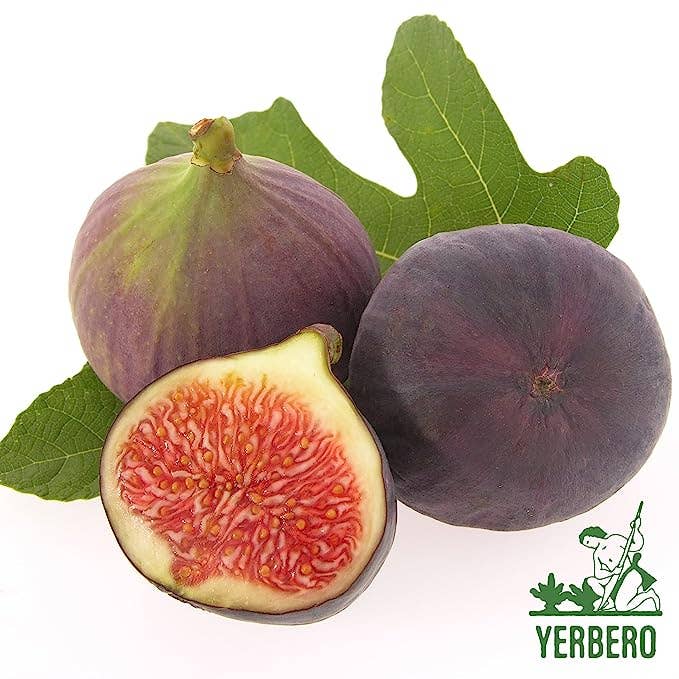 YERBERO - Wholesale Loose Tea - Yerbero - Hoja De Higo Seca (.75 oz - 22gr) Dried Fig Leaf, Ficus Carica Whole Leaf | 100% All Natural Delicious2
