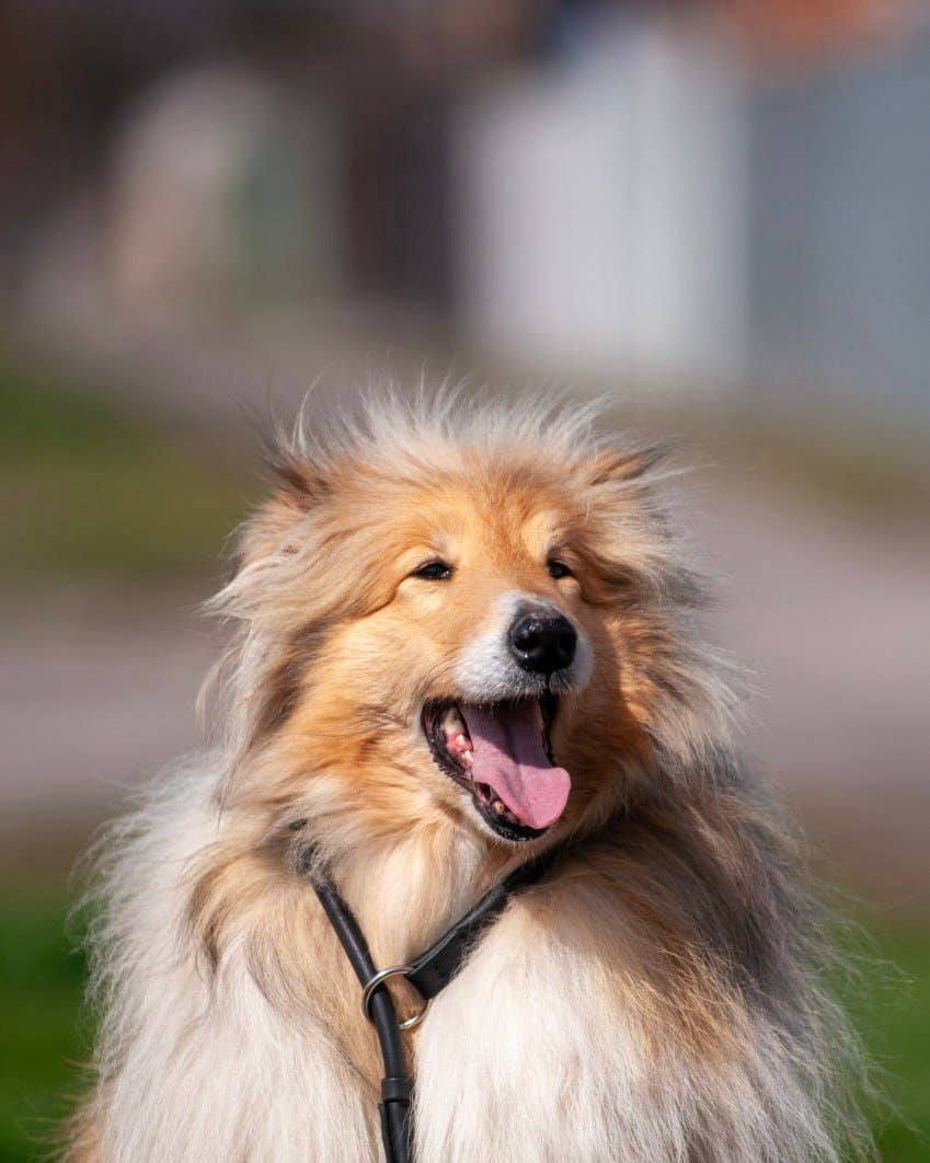 Brown Soft Leather Slip Leash – Comfortable and Reliable Control for wholesale on Faire1