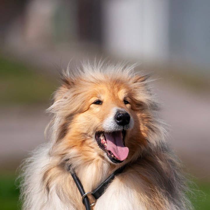 Marron Laisse en cuir souple – Contrôle confortable et fiable en vente sur Faire1