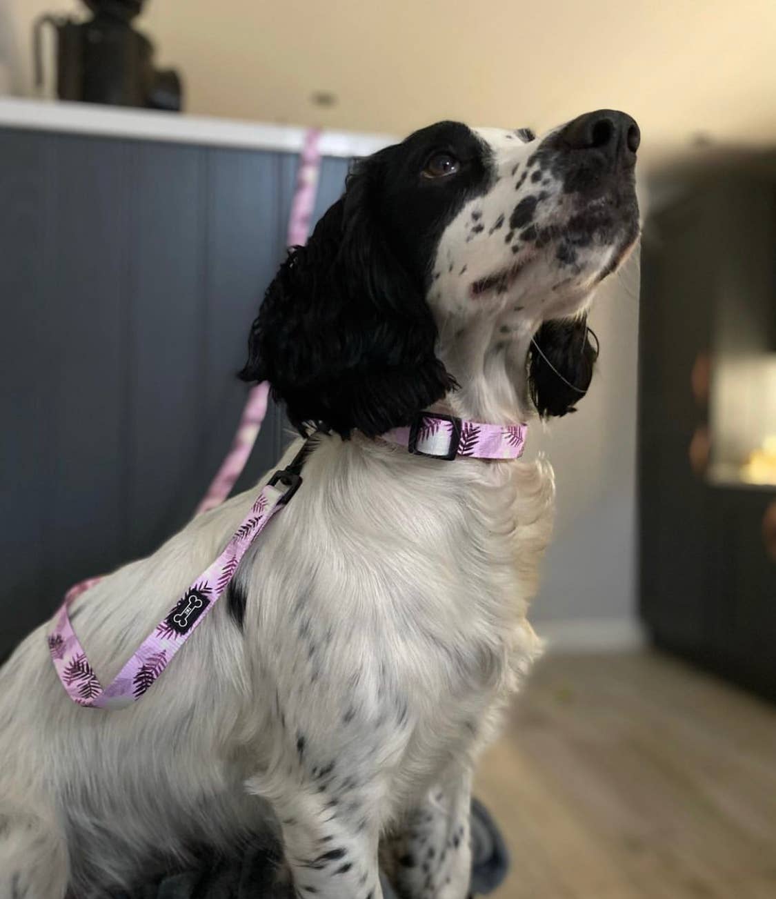 The Muttley Club - Wholesale Pet Leash - Dog - Palm Springs Lead3