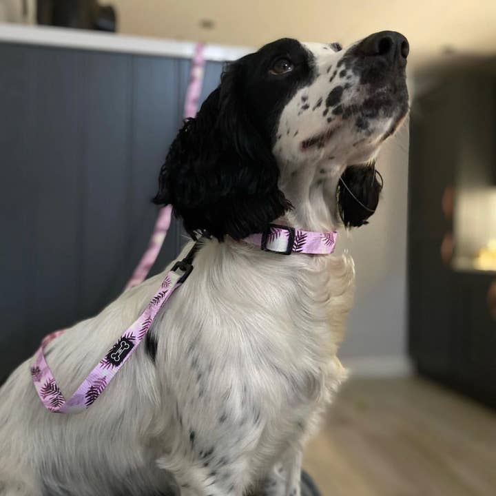 The Muttley Club - Wholesale Pet Leash - Dog - Palm Springs Lead3