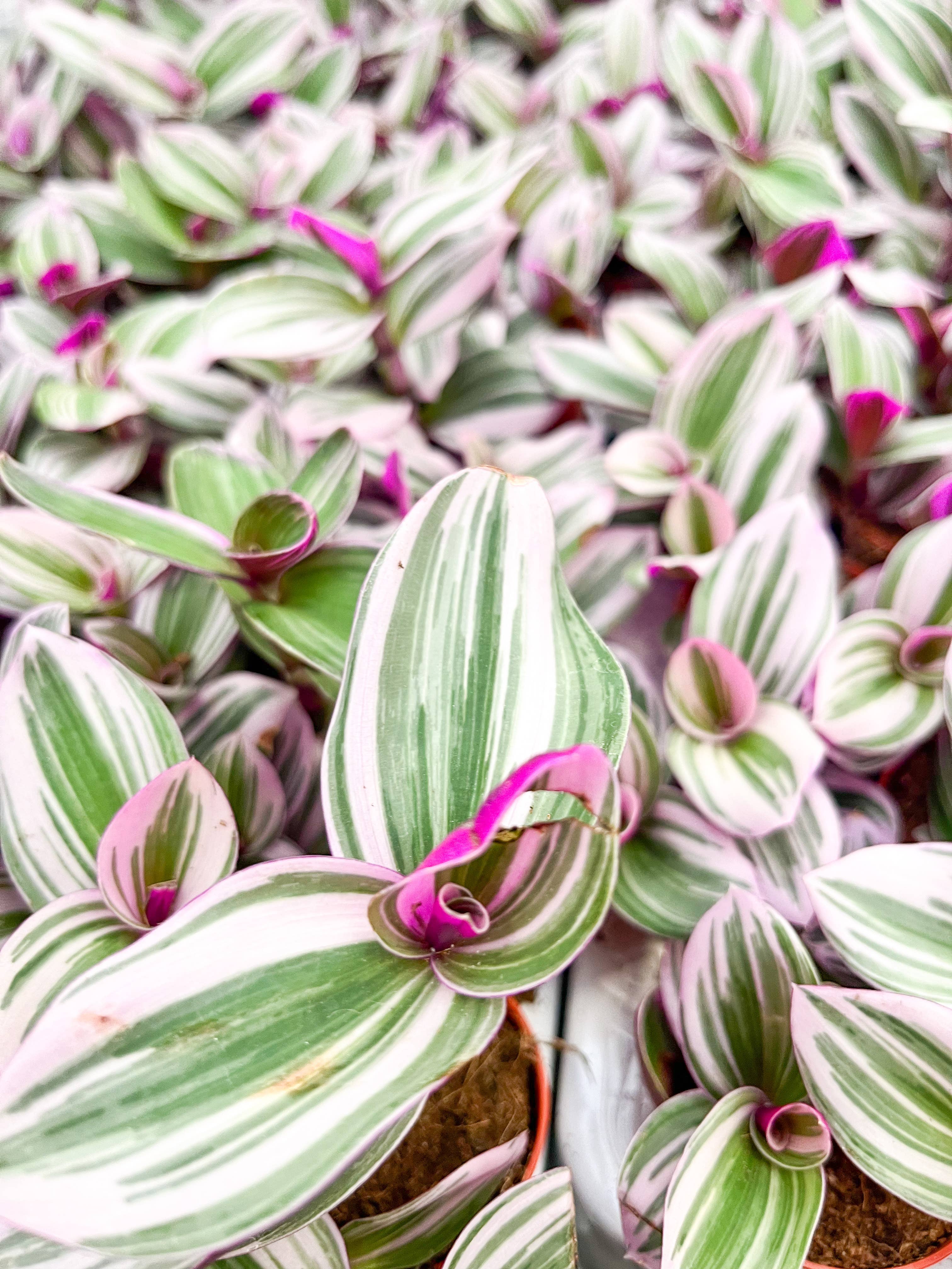 Wildestdreams.flowers - Vendita all'ingrosso Piante vive - Tradescantia albiflora Nanouk - Pianta da interno rampicante rosa6