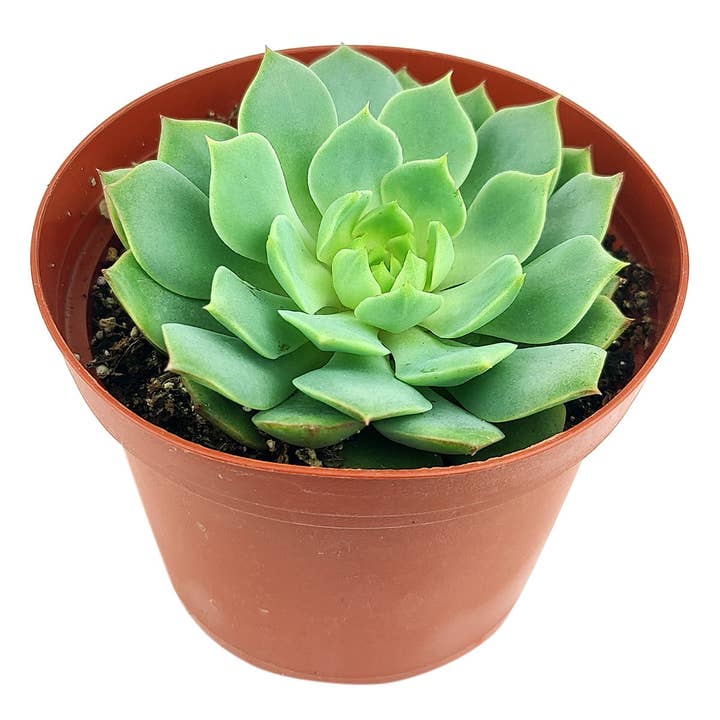 Best Plant Friend - Wholesale Succulent - Echeveria Ramillette - Live Green Succulents 2/4 inch Pot
