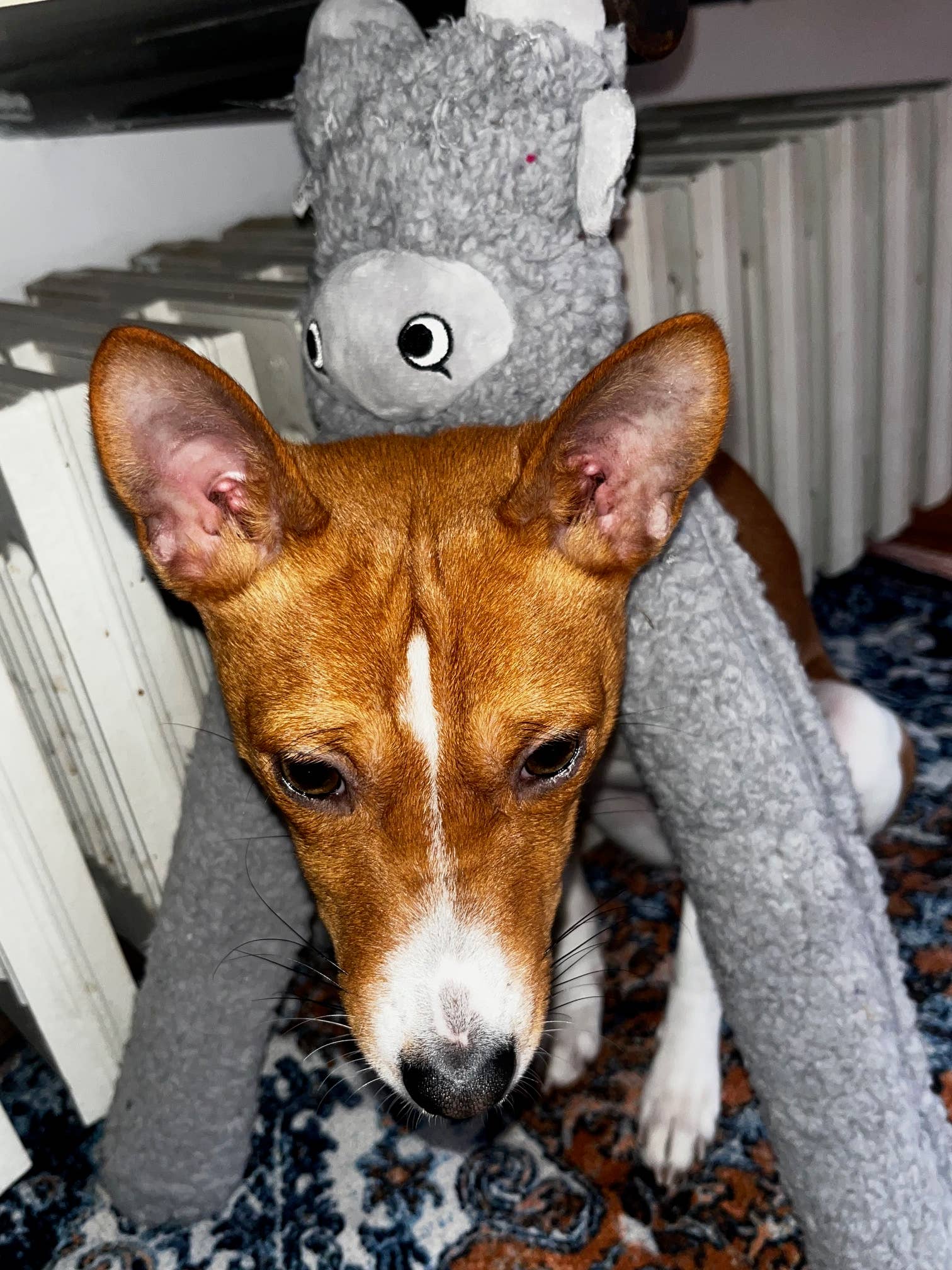 United Pets - Vente Peluche – chien - Jouet en peluche antistress avec huiles essentielles - Rosicchio4