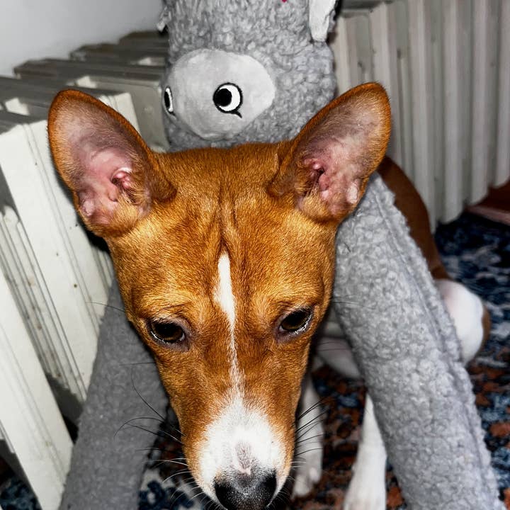 United Pets - Vendita all'ingrosso Peluche - Cani - Peluche Antistress con olii essenziali - Rosicchio4