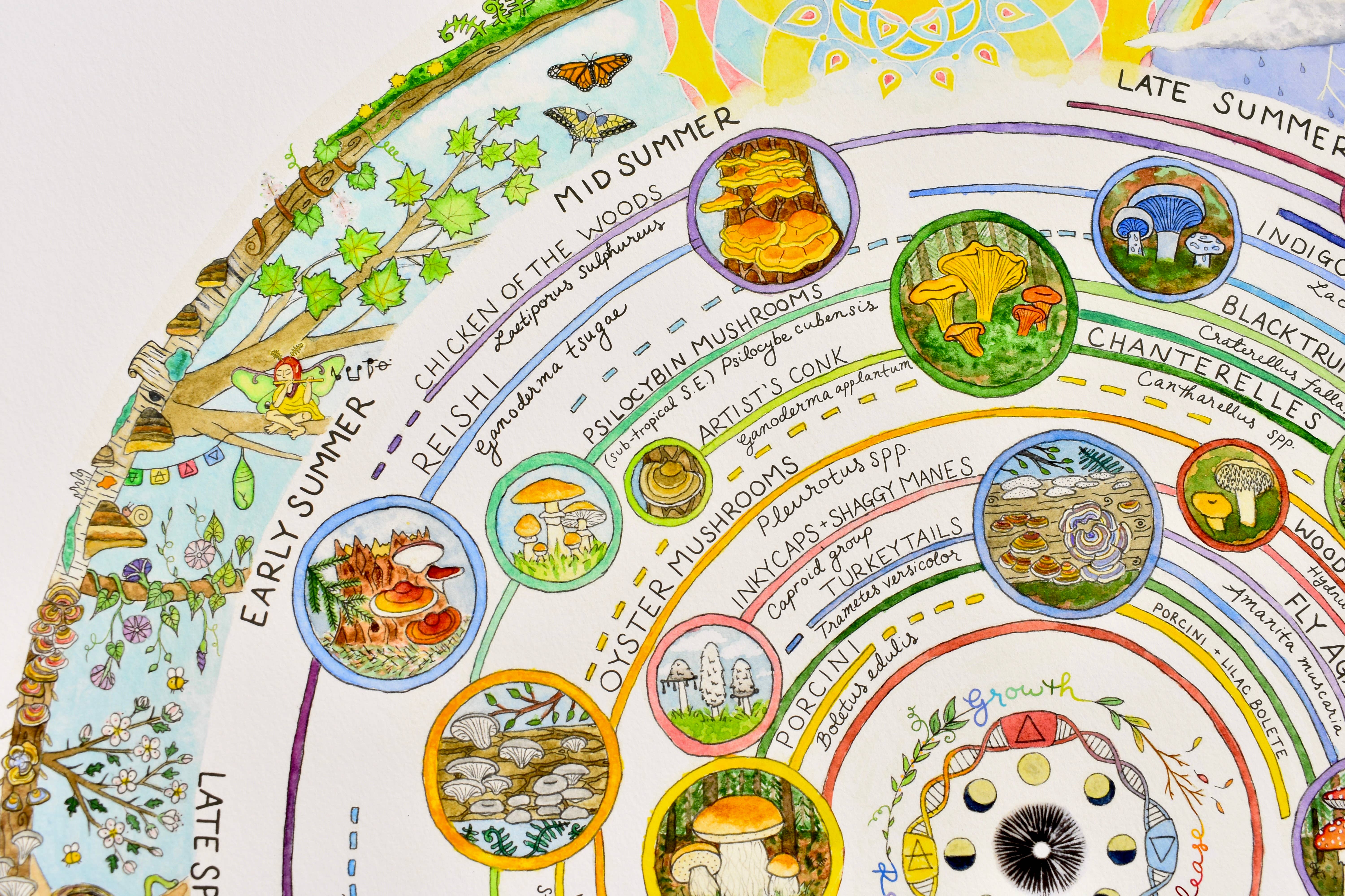 Heart of the Earth Arts - Vente Calendrier - Calendrier de cueillette de champignons | Guide des champignons comestibles et médicinaux2