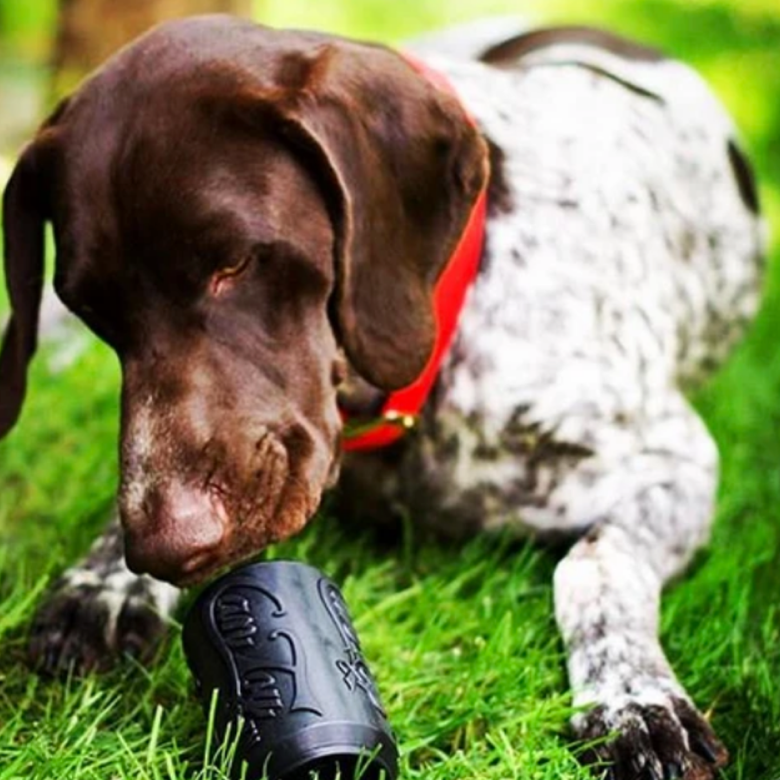 Rover Pet Products - Vendita all'ingrosso Giocattolo da masticare - Cani - Giocattolo Magnum Can (Power Chewers)9