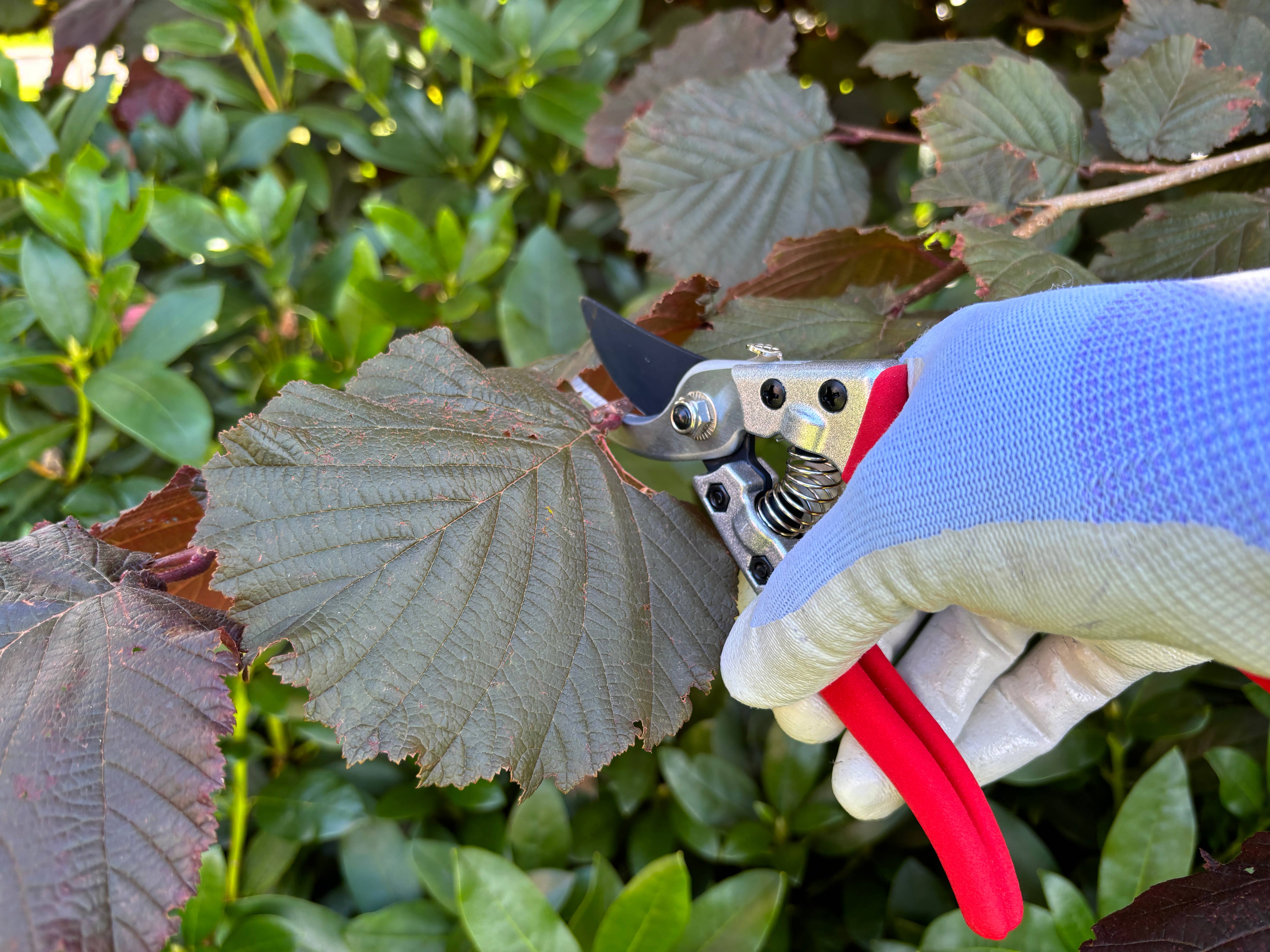 Gärtnertraum – wholesale Trädgårdsverktyg – Grensax - Sekatör16