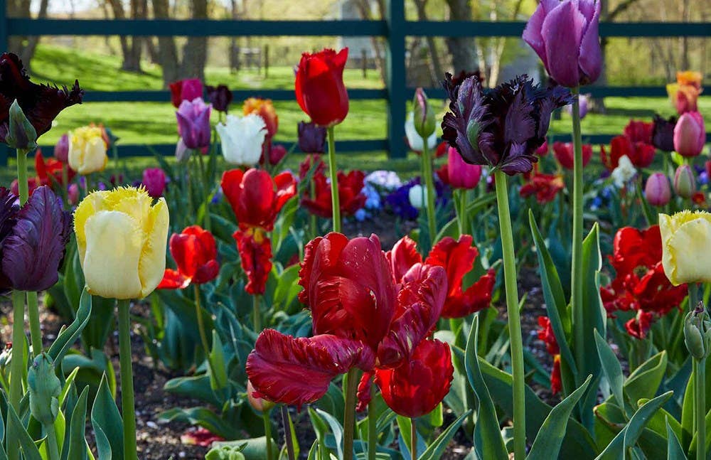 HarperCollins - Wholesale Home & Garden Book - Becoming a Gardener : Catie Marron3