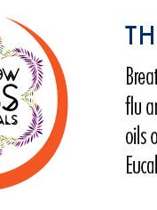 Thieves Synergy 5 ml für den Großhandel von Rainbow Bliss Botanicals