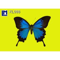ikonink - Wholesale Postcard - Lenticular Animation Postcard, Butterfly Yellow