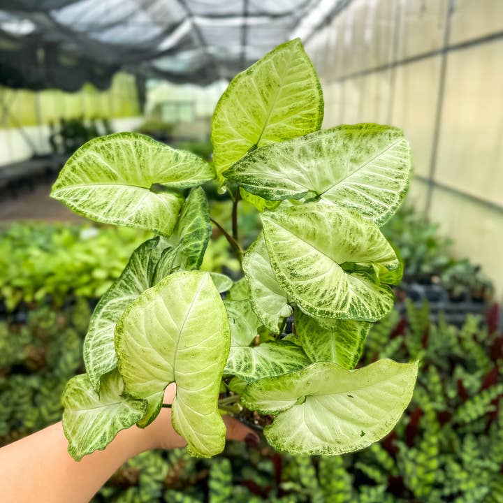 Thorsen's Greenhouse - Wholesale Live Plant - Assorted Butterfly Syngonium - Live Plant
