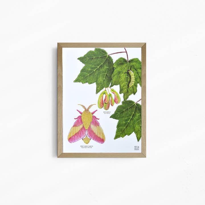 Moss and Mineral - Wholesale Art Print - Rosy Maple Moth and Red Maple, Botanical Illustration8