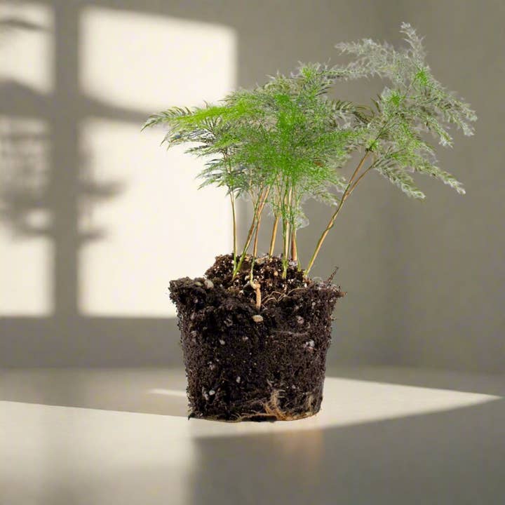 Growing Concepts – Großhandel Pflanzen – Spargel Plumosen