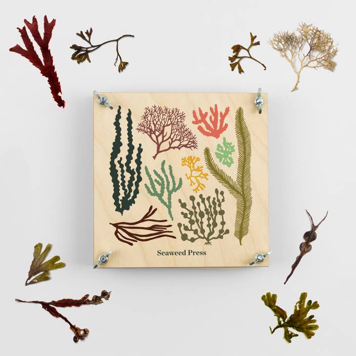 Studio Wald - UK Made - Wholesale DIY craft kit - Seaweed Press Kit5