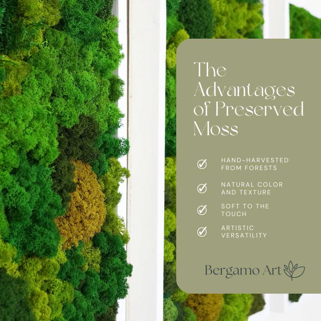 2626 Designs - Wholesale Dried/Pressed Flowers - Preserved Reindeer Moss in Multiple Colors14