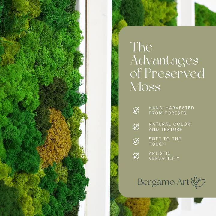 2626 Designs - Wholesale Dried/Pressed Flowers - Preserved Reindeer Moss in Multiple Colors4