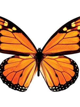 Monarch Butterfly in Flight Blank Diecut Card for wholesale by Paper House Productions