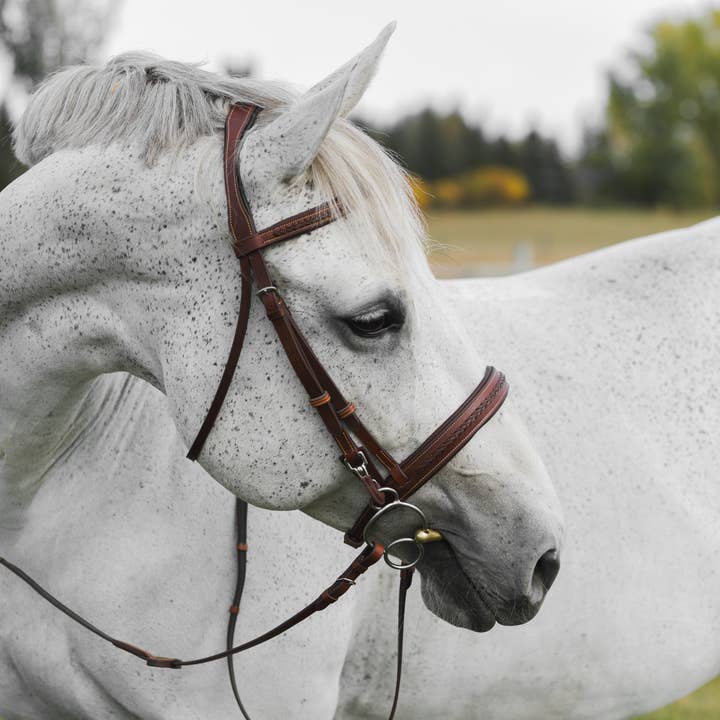Bride d'entraînement tressée pour la vente par CommonWealth