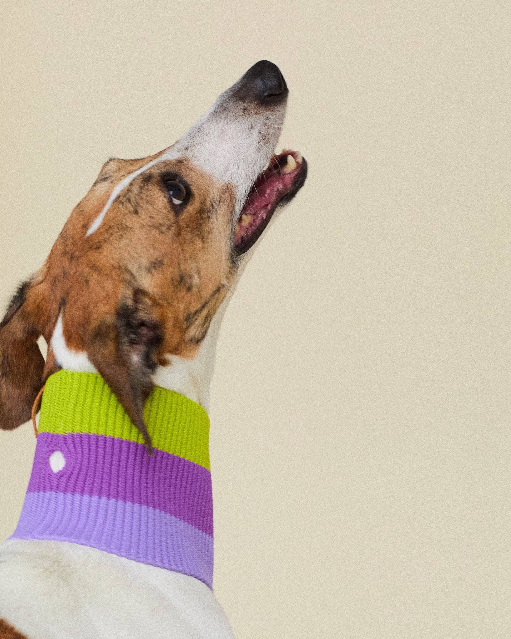 VIOLA SPRING THE GLOW LOOP (violet) for wholesale on Faire3