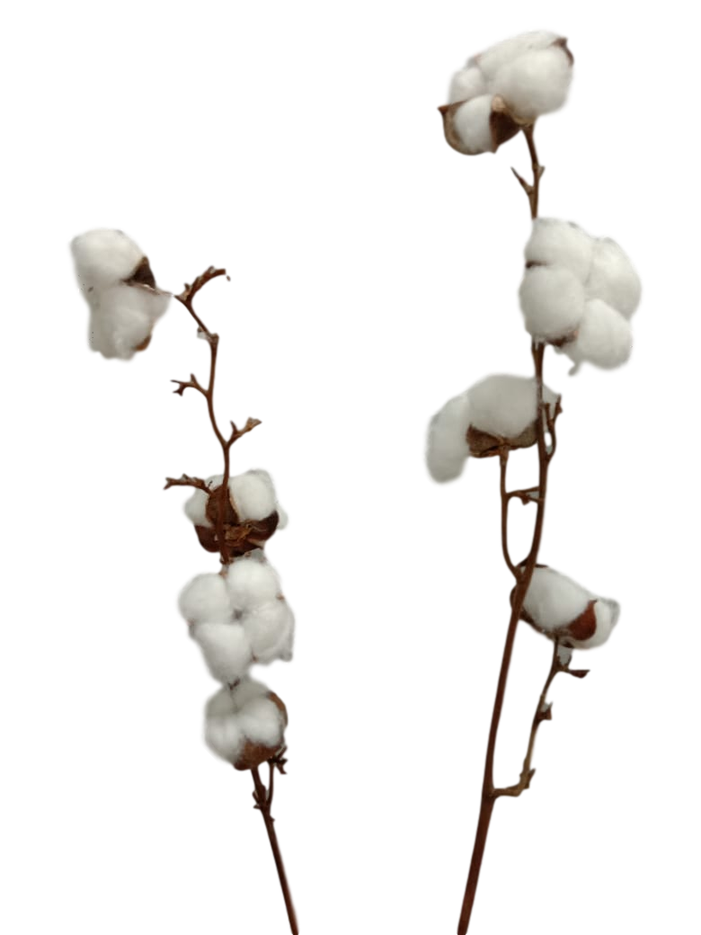 Khannas - Wholesale Dried/Pressed Flowers - Cotton sticks (12 pieces)1