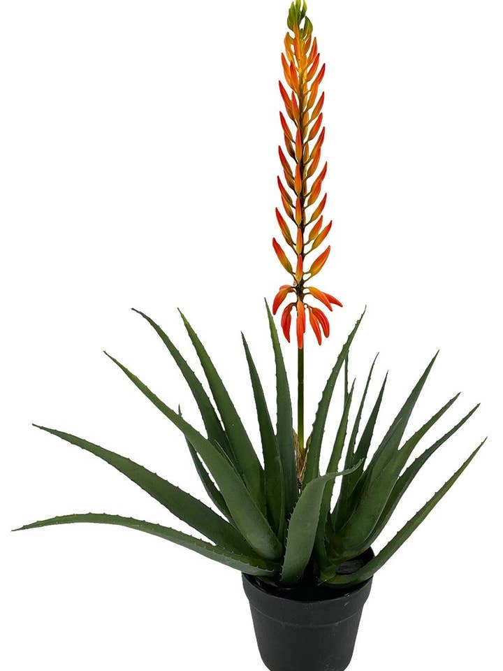 P.Agavex 2+ zo'n bloem. Oranje. 73 cm voor wholesale door Aguilar Málaga