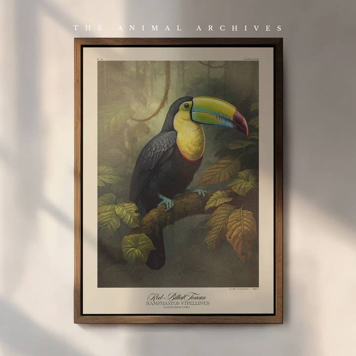 Keel-Billed Toucan, Naturalist, Antique Vintage Style Print for wholesale by The Poet and The Piper