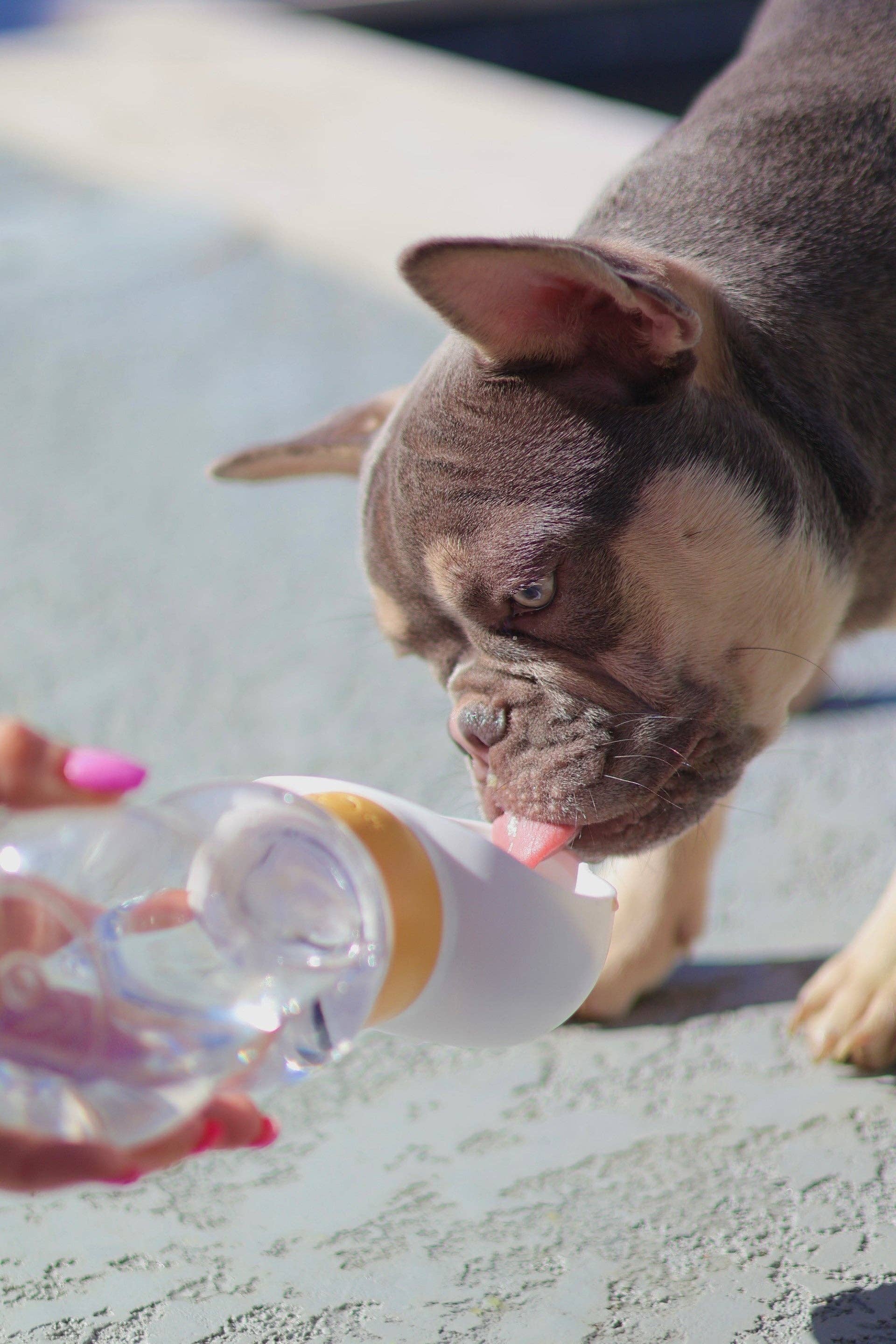 Mighty Pooch – wholesale Pet water bottle – Dog – Portable Water Dispenser11