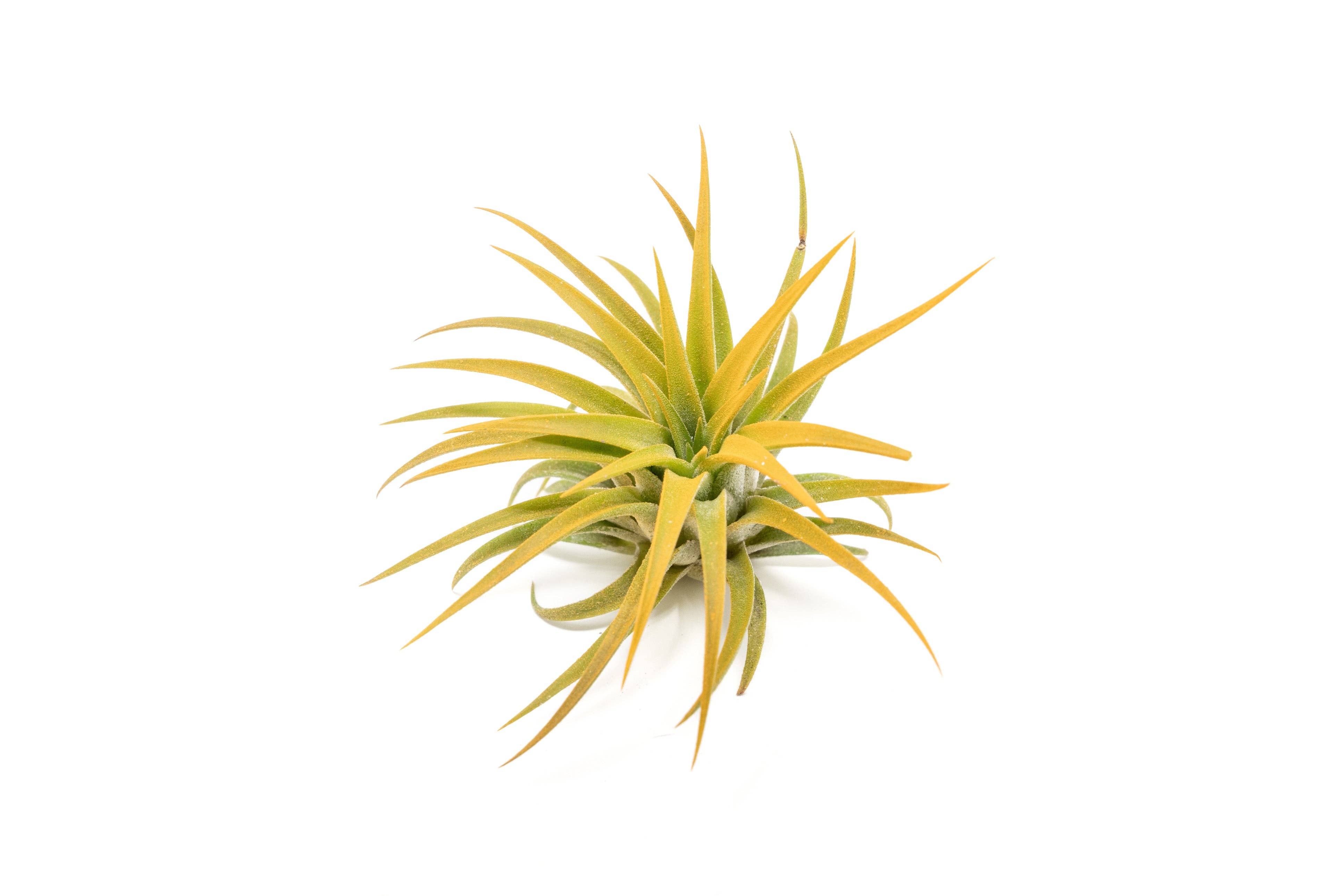 Air Plant Shop - Wholesale Live Plant - Color Enhanced Tillandsia Ionantha Rubra Air Plants7