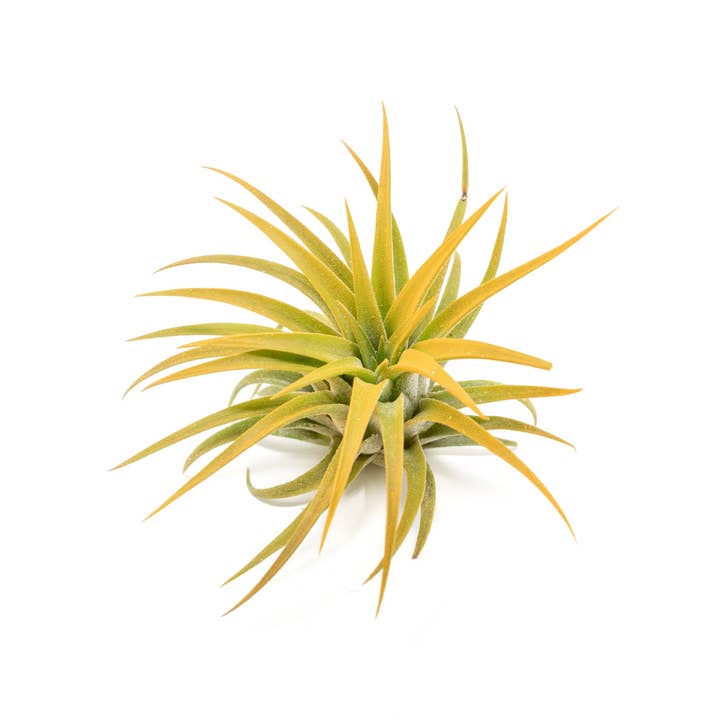 Air Plant Shop - Wholesale Live Plant - Color Enhanced Tillandsia Ionantha Rubra Air Plants7
