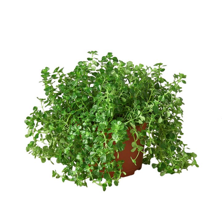 House Plant Wholesale - Wholesale Live Plant - NETTLE BABY TEAR 6-inch