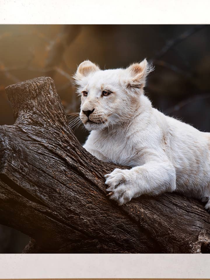 White Tiger Kitten for wholesale by The Brightener Group