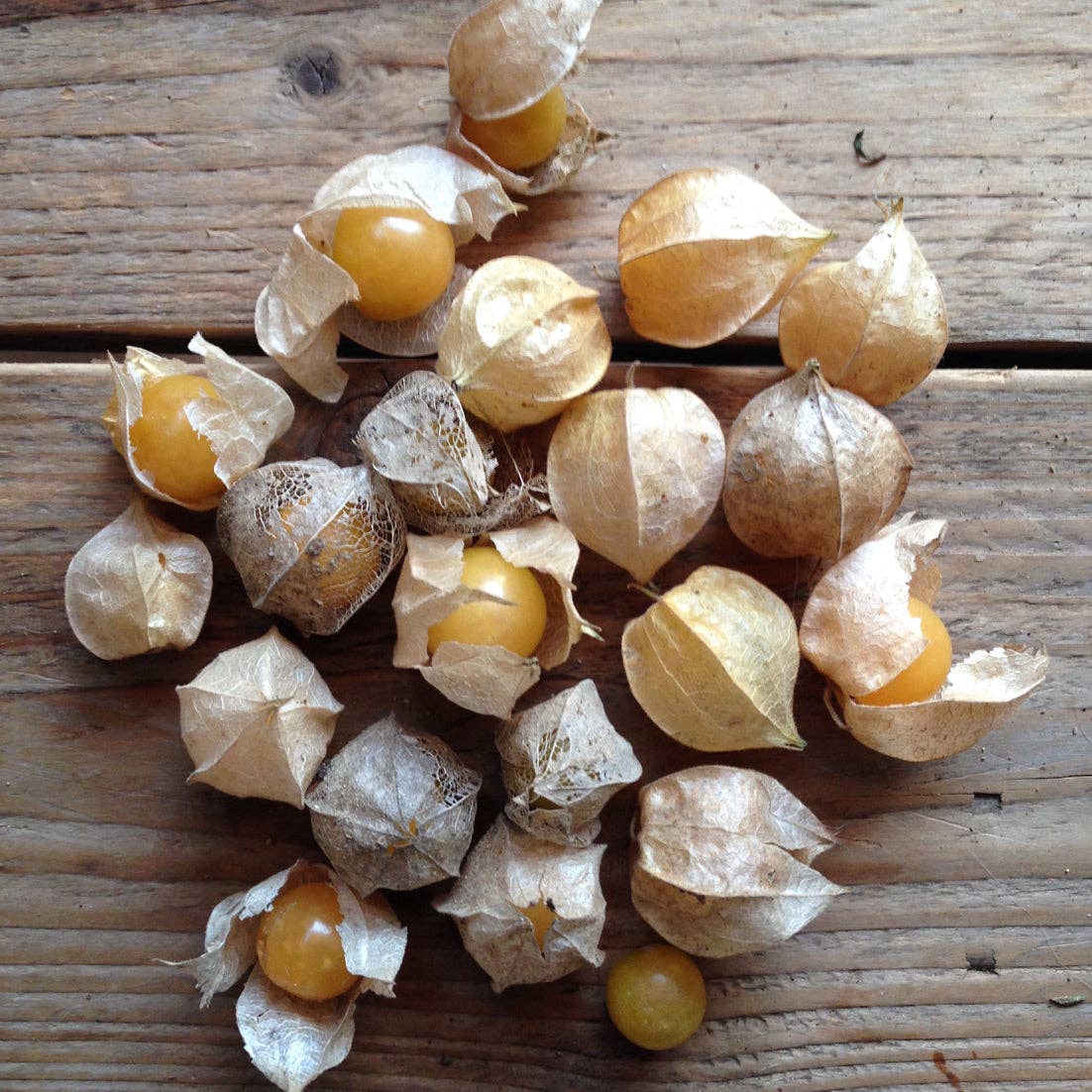 Piccolo Seeds - Wholesale Plant Seeds - Golden Berry Cape Gooseberry1