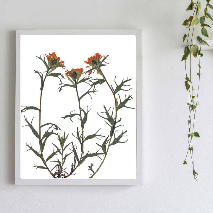 Orange Paintbrush Pressed Flower Art Print for wholesale by Little Green Herbaria