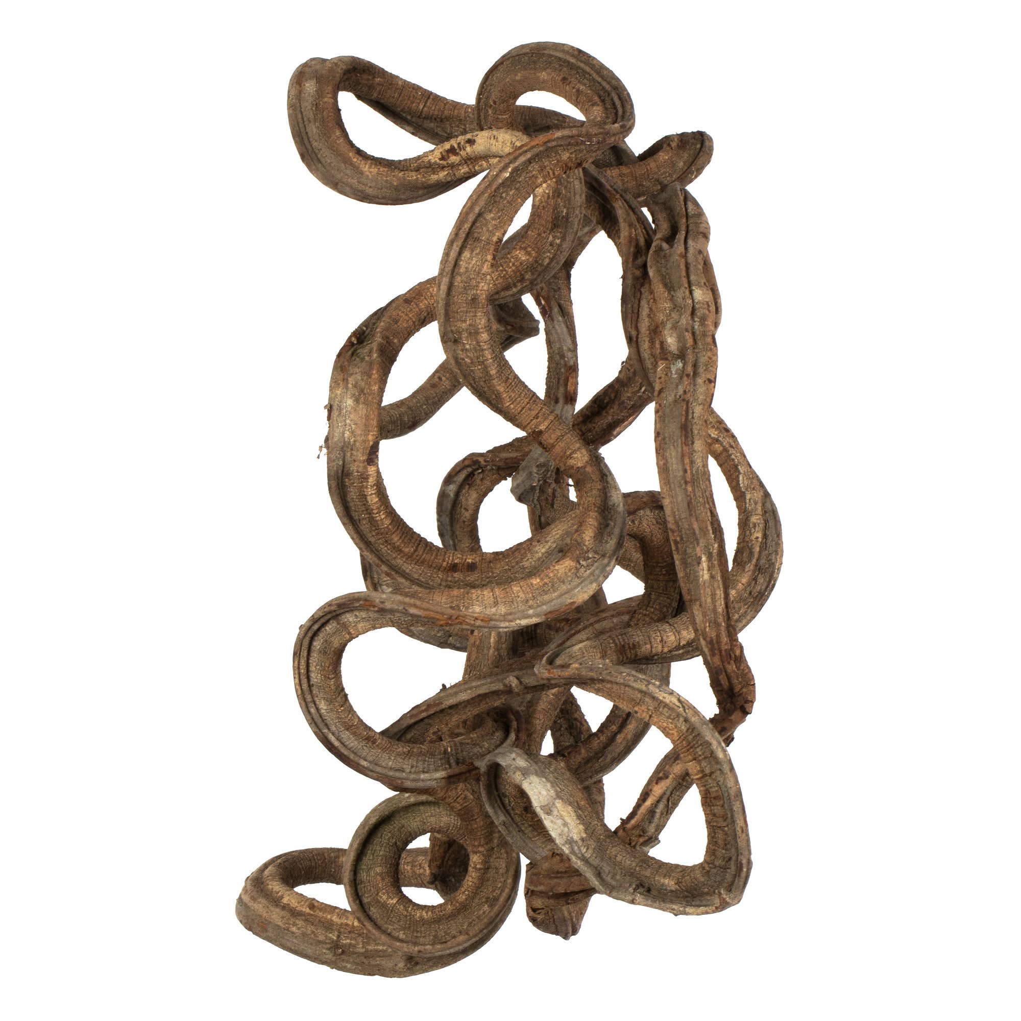Vickerman 13" Natural Coiled Vine, Dried for wholesale on Faire0