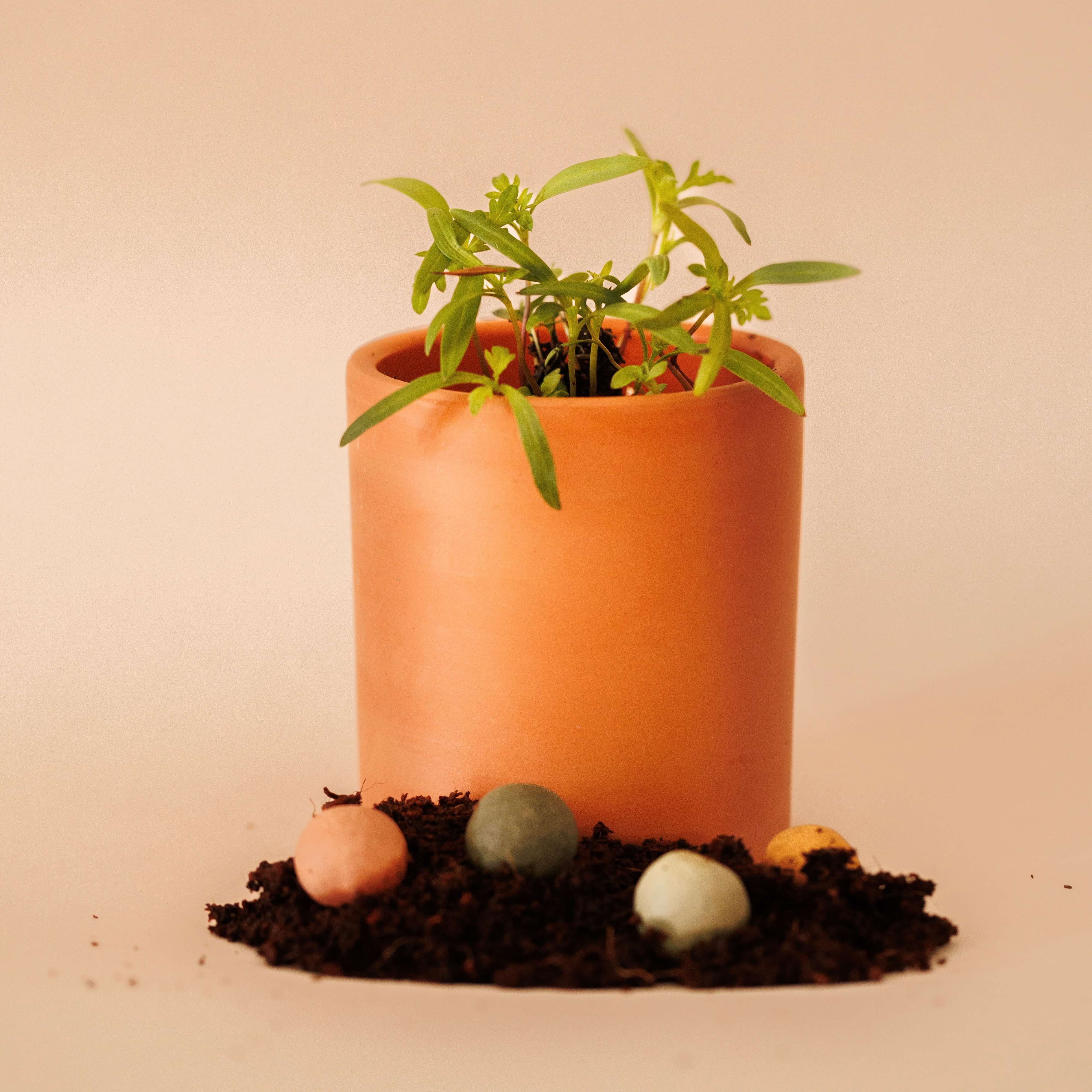 Flowrette - Wholesale Plant Seeds - Planting kit1