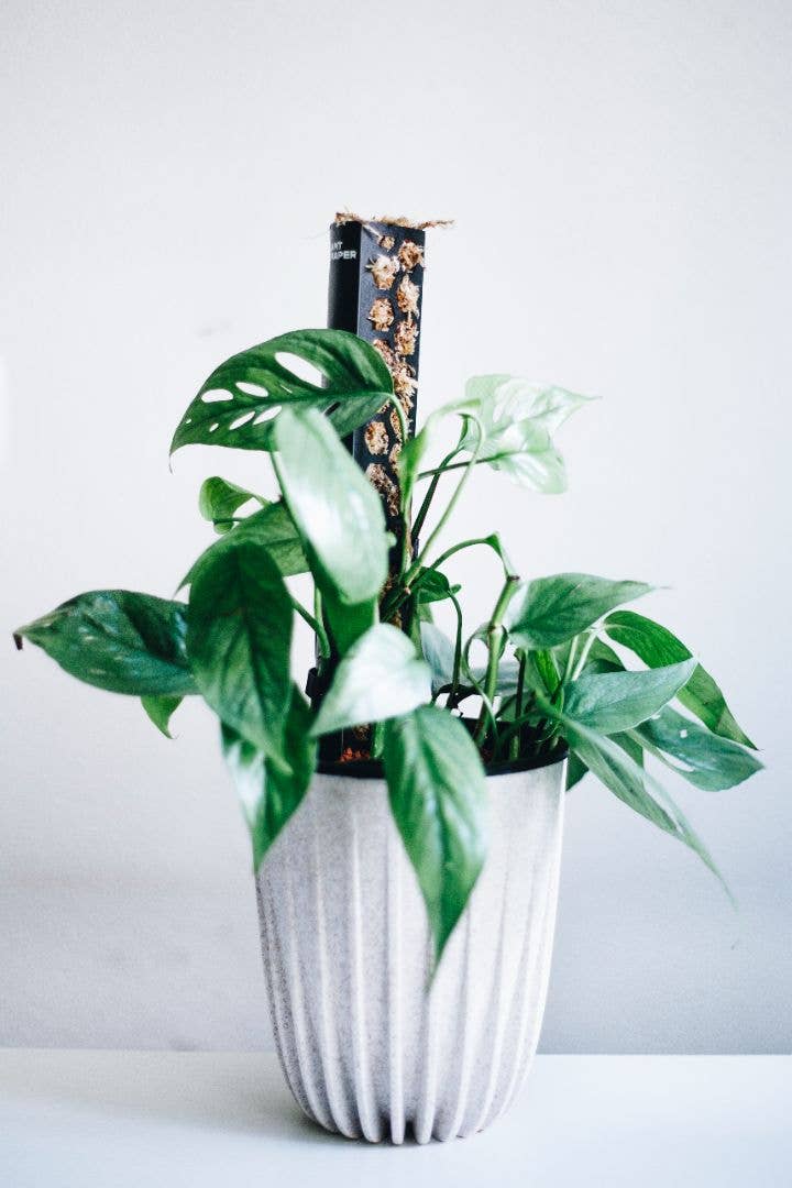 PlantScraper - Wholesale Trellis - Extendable D Shaped Moss Pole for Climbing Houseplants