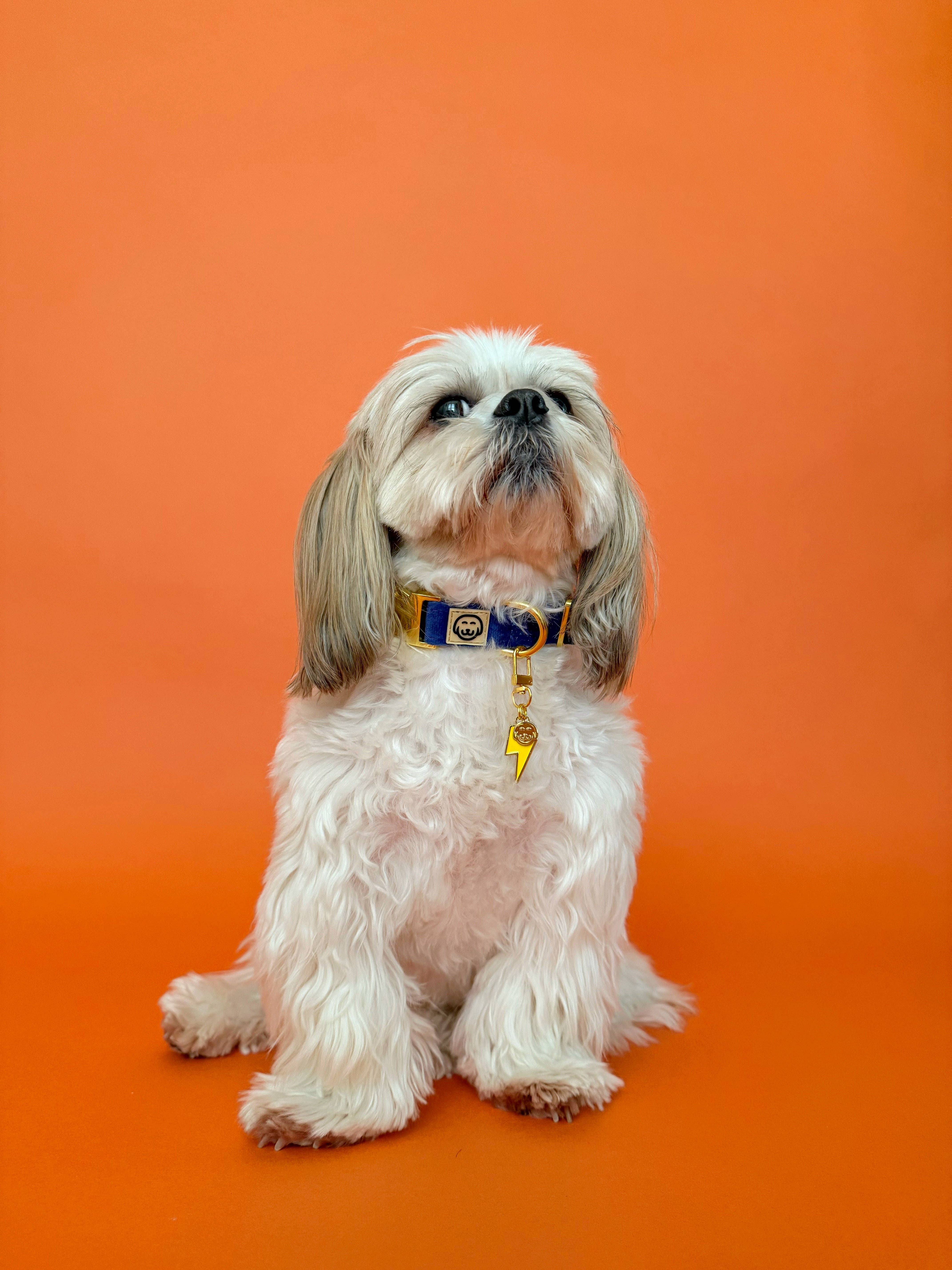 Molly & Co. - Wholesale Pet Collar Charm - Cat/Dog - Lightning Bolt - Collar Charm1