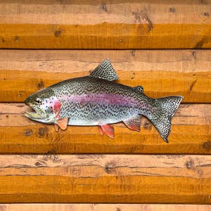 Wholesale rainbow trout For Every Animal Species 