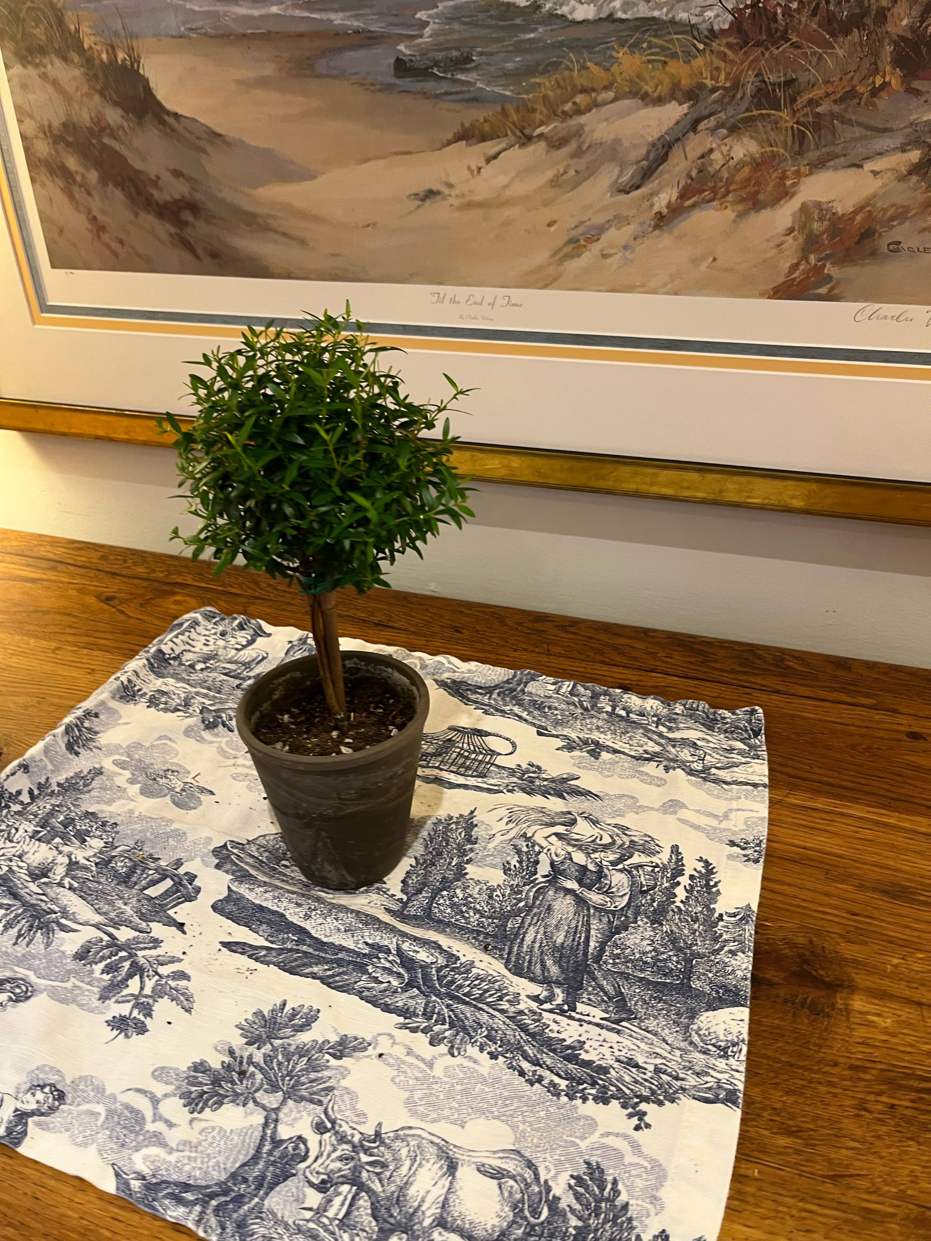 Sunrise Topiaries - Wholesale Live Plant - Live Single Ball Myrtle Topiary in 4 inch Pot5