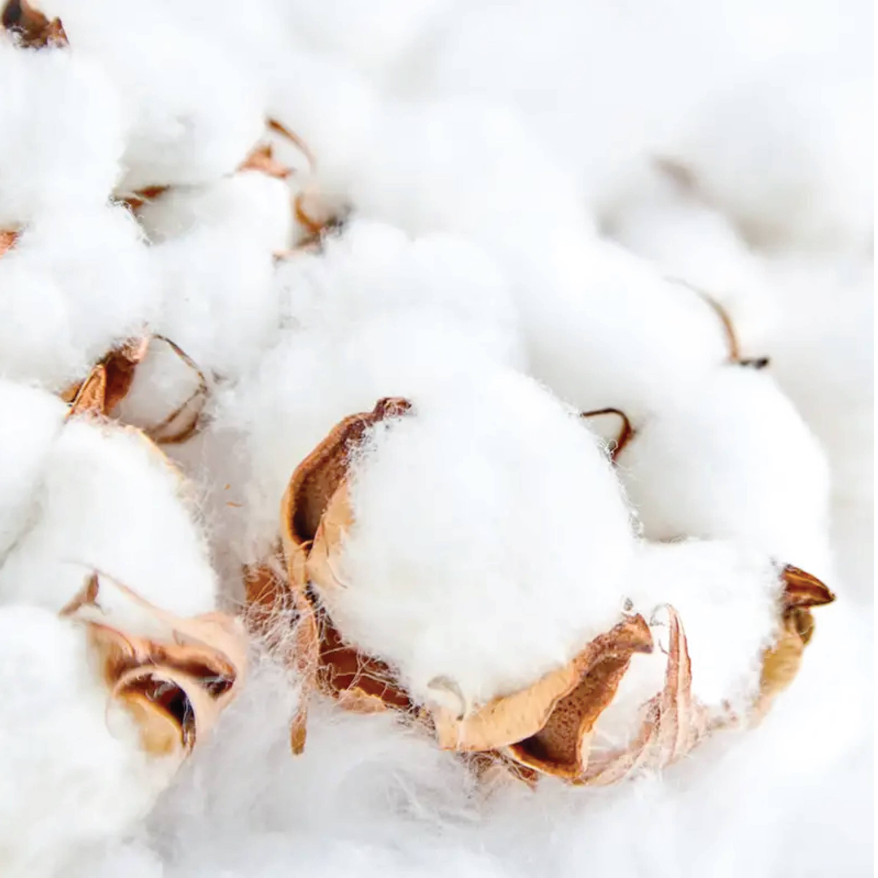 Be The Light Candle Co. - Wholesale Jar/Filled Candle - Clean Cotton Scented Soy Dough Bowl - Fresh Scented Candle 3