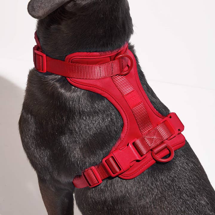 Wild One - Wholesale Pet Harness - Dog - Harness11