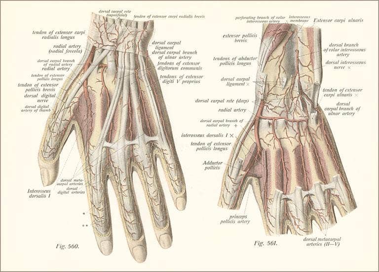 Found Image Press – Engroshandel Brevpapir/sæt med noteskort – Hilsen Kort AY-144 Diagrammer af Hænder0