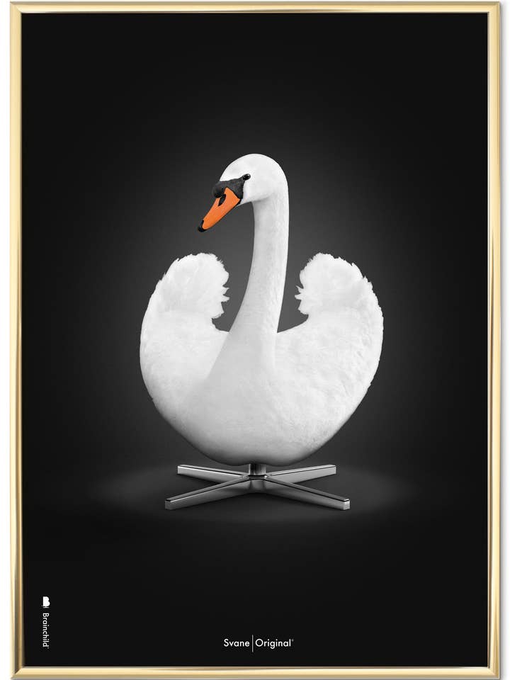Swan Poder - White Swan - Sfondo nero - Classico per la vendita all'ingrosso da parte di Brainchild