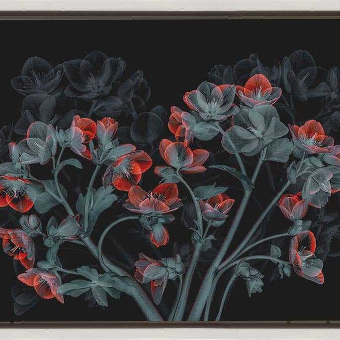 GTA ART - Wholesale Art Print - Wall art Beautiful Hellebores3