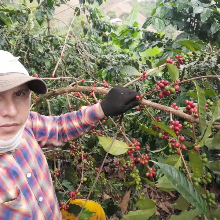 Duberney Cifuentes Geisha Lavado | Washed $10.75/Lb for wholesale by COLOMBINO