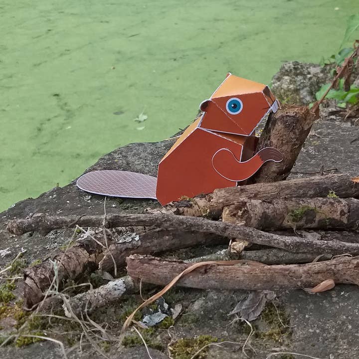 pukaca - Wholesale Postcard - Beaver Postcard3